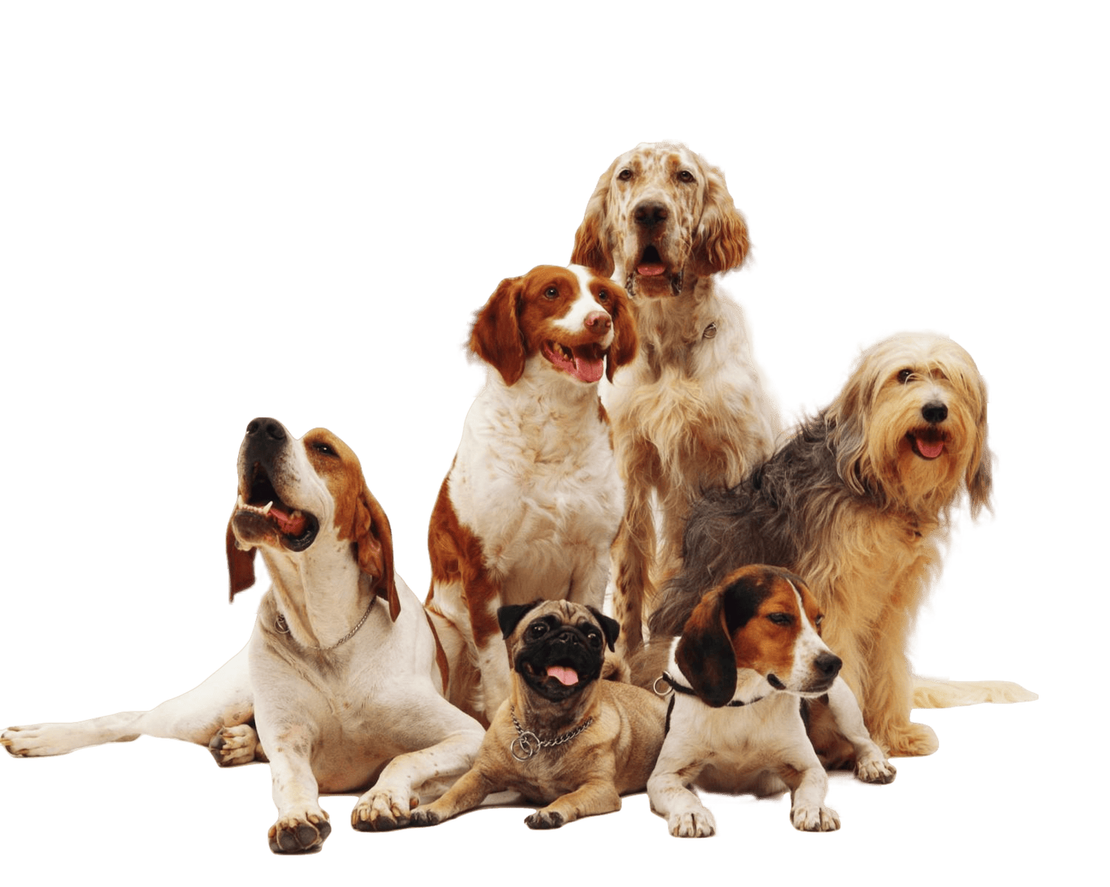A group of six dogs of various breeds sitting together against a green background. The dogs appear to be a mix of large and small breeds, with some having long fur and others short, showcasing a variety of coat colors and patterns.