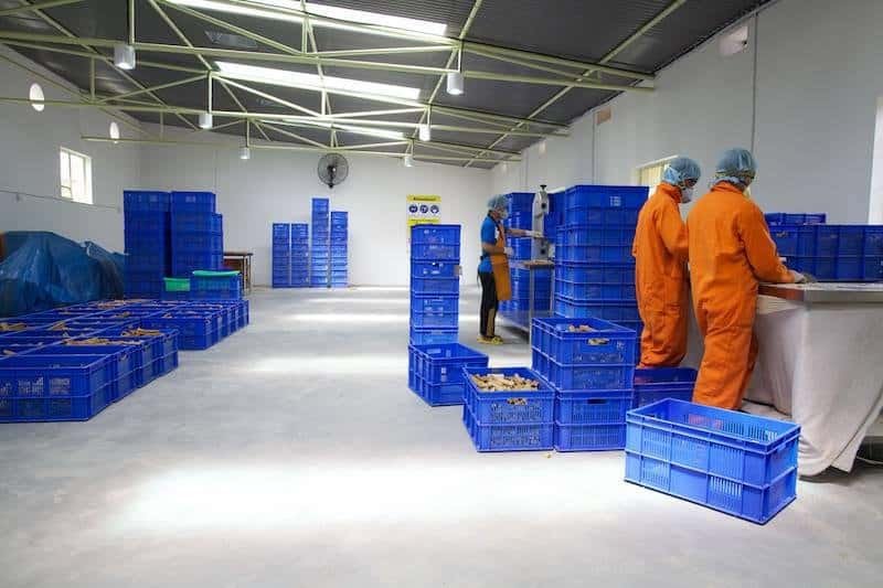 A food processing facility with workers wearing protective clothing handling products. Blue plastic crates are stacked around the room, and the workers are focused on their tasks at a workstation. The environment appears clean and well-organized.
