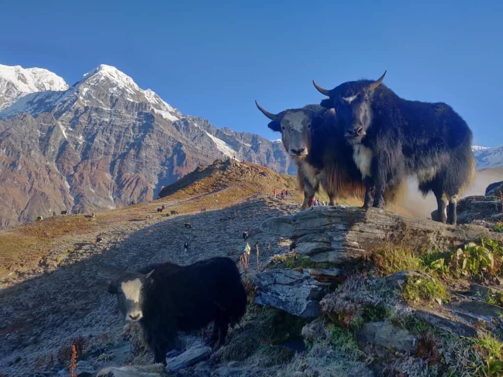 Two yaks on a rocky outcrop against snowy mountains.