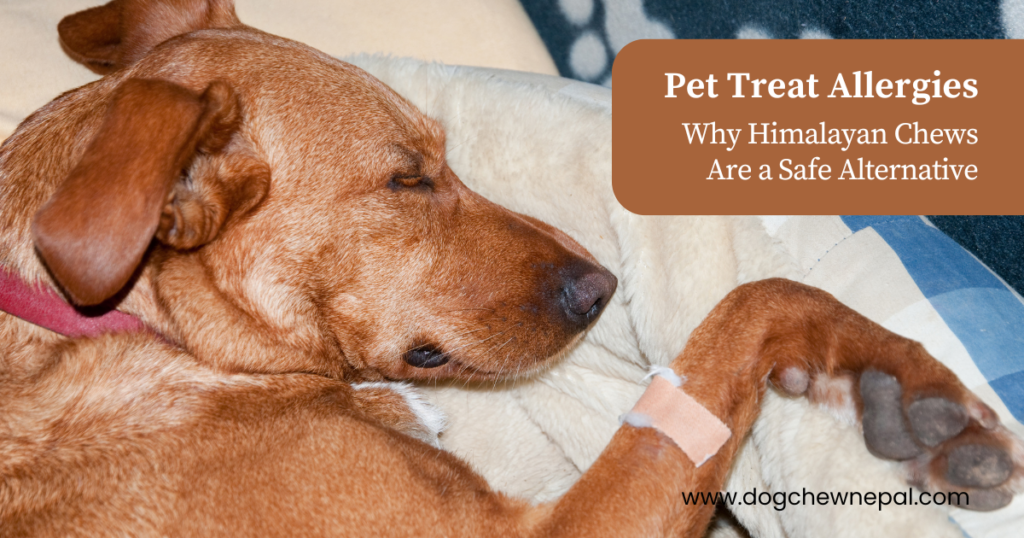 A dog with a red allergy patch